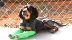 Dogtown