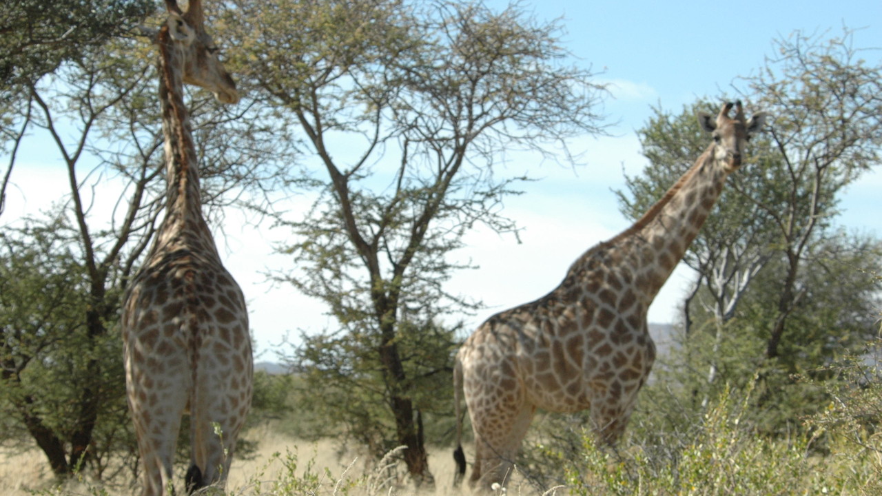 http://media.natgeotv.com/Shows/5150.jpg