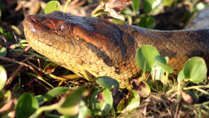 Anaconda: Killer Snake? show