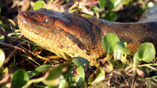Anaconda: Killer Snake? show