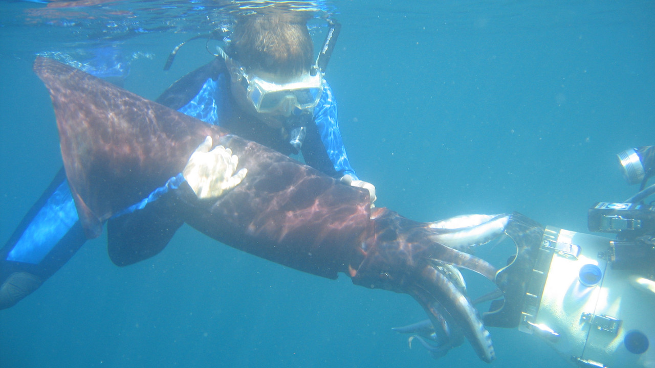 http://media.natgeotv.com/Shows/5276.jpg