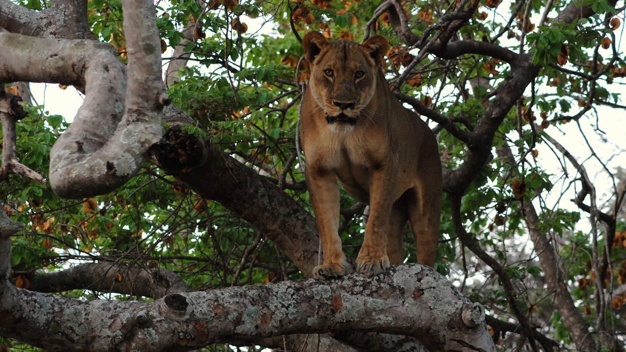 http://media.natgeotv.com/Shows/5361.jpg