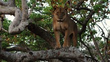 La dernière lionne Voir la fiche programme