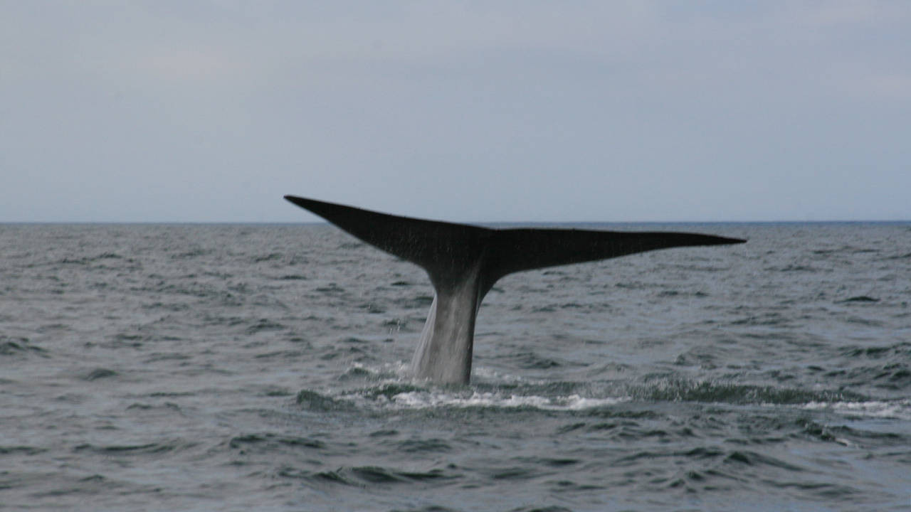 http://media.natgeotv.com/Shows/5448.jpg