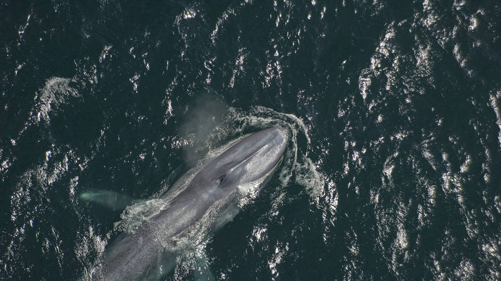 Le royaume de la baleine bleue