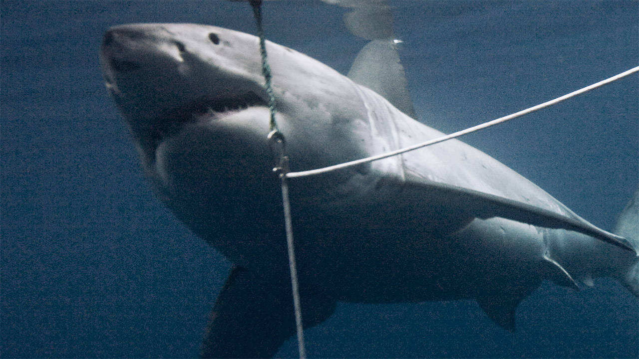 http://media.natgeotv.com/Shows/5492.jpg