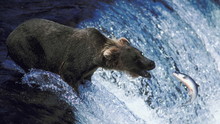 Csata a Yellowstone-ban film