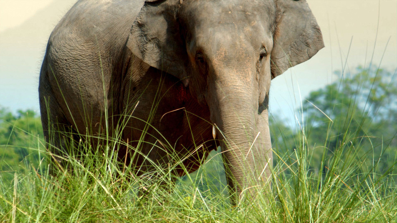 http://media.natgeotv.com/Shows/5511.jpg