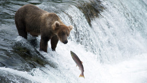 Expedition Wild con Casey Anderson programma
