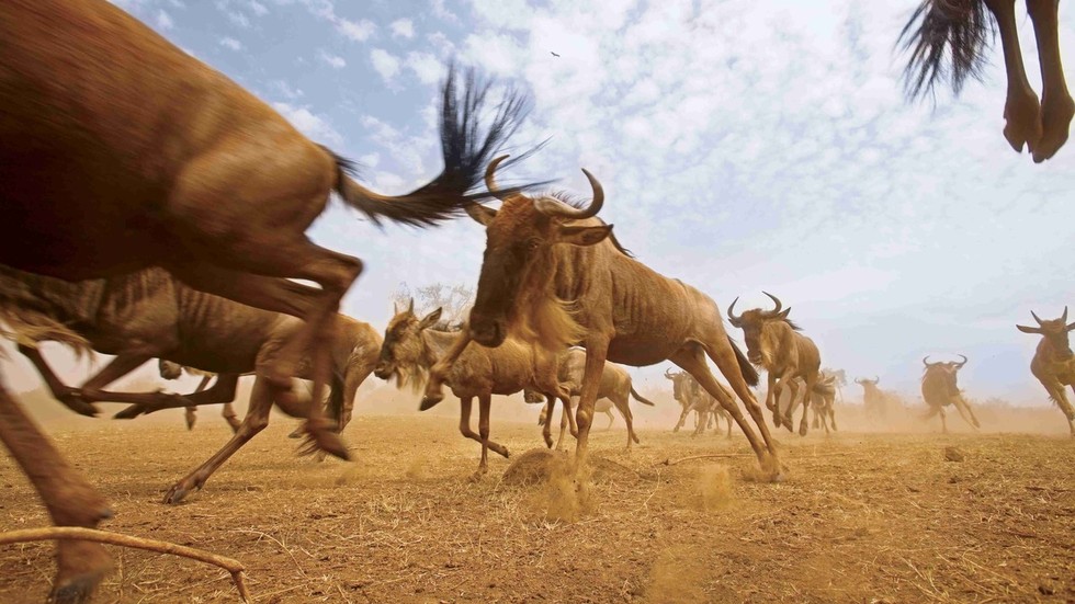 Great Migrations