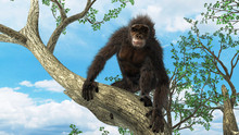 Qui singe qui ? Voir la fiche programme