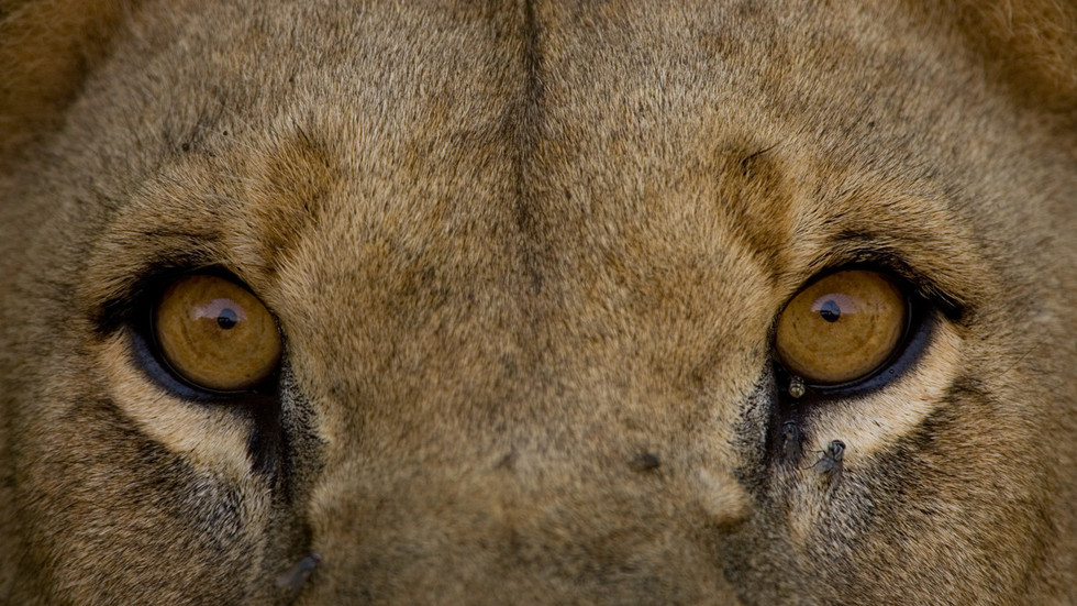 Nat Geo Wild
