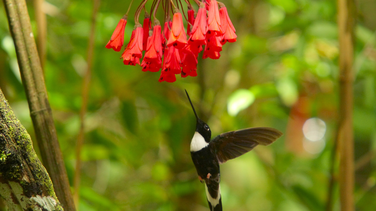 http://media.natgeotv.com/Shows/5908.jpg
