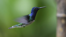 A la vitesse des colibris Voir la fiche programme