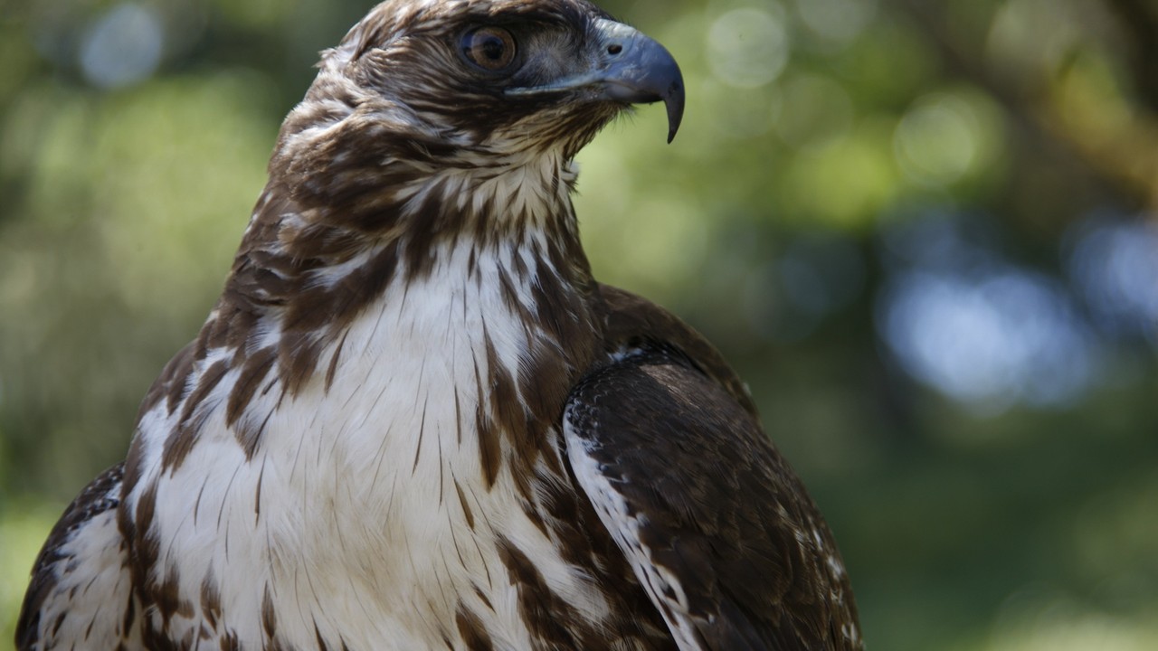 http://media.natgeotv.com/Shows/5927.jpg