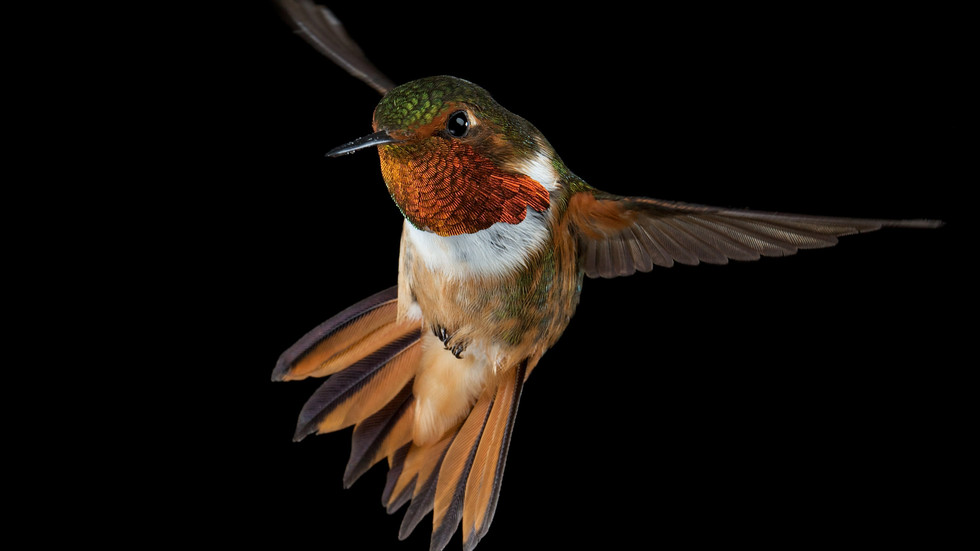 Hummingbirds: Magic In The Air