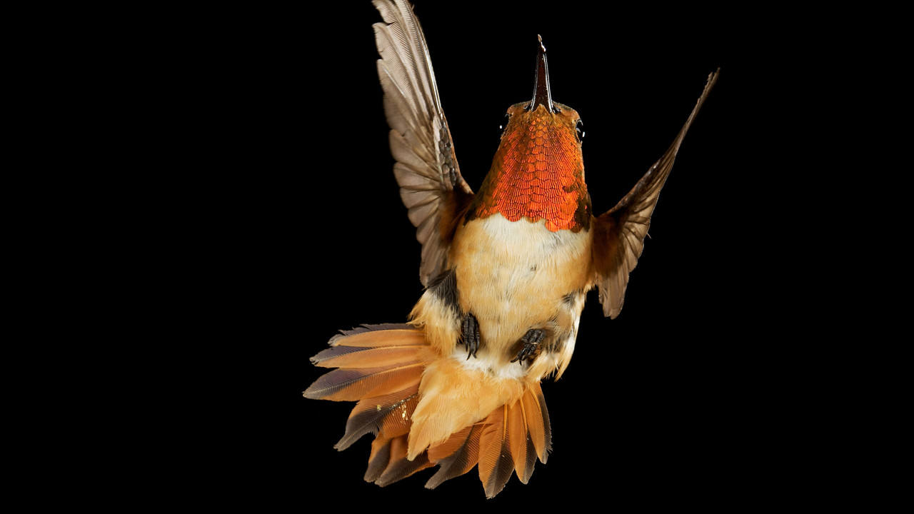 http://media.natgeotv.com/Shows/6024.jpg
