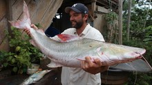 尋找超級大魚3 Monster Fish 3 show