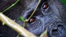 Kongó elfeledett gorillái film