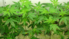 Bastidores: Marijuana