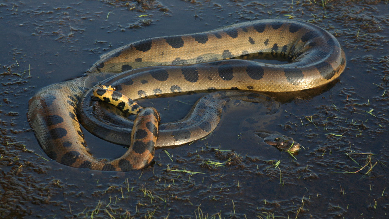http://media.natgeotv.com/Shows/6378.jpg