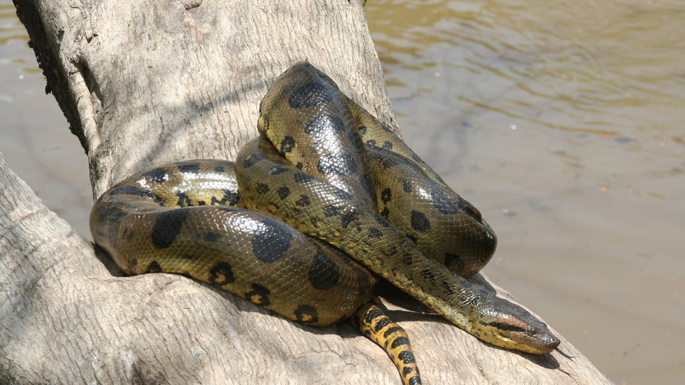 Anaconda : un méga prédateur