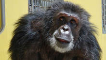 Pet Chimp Attack show