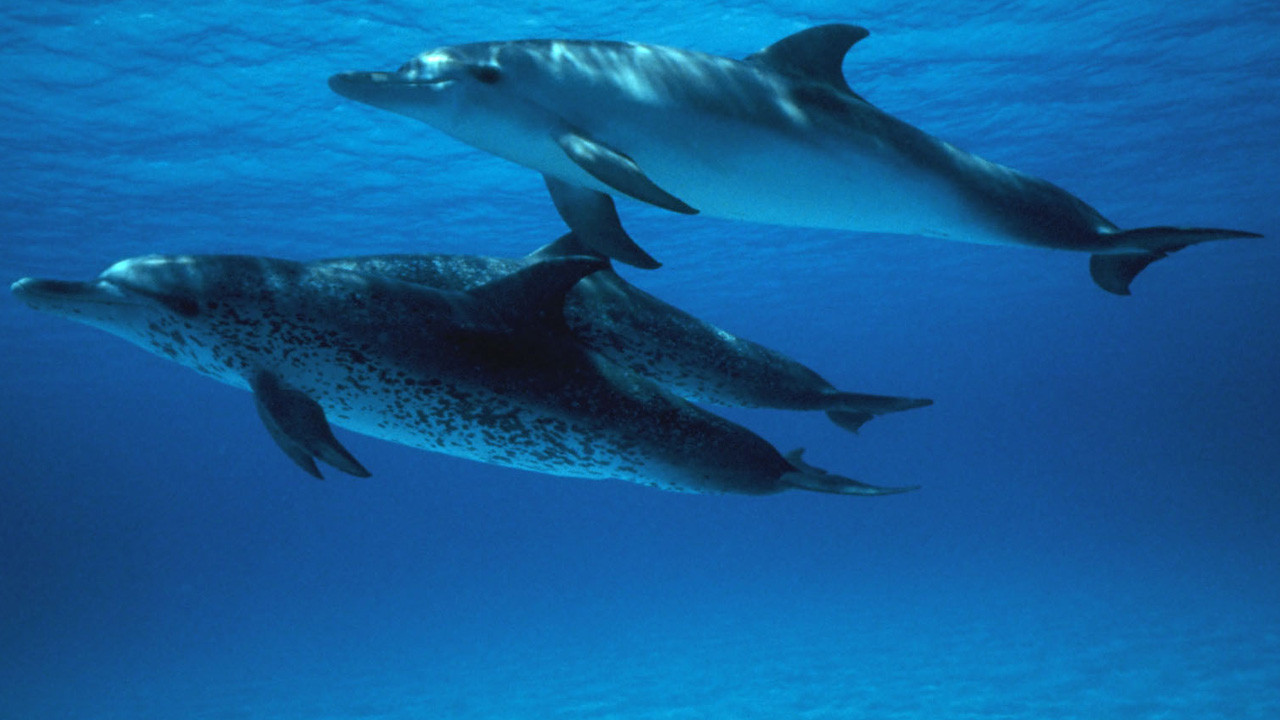 http://media.natgeotv.com/Shows/6587.jpg