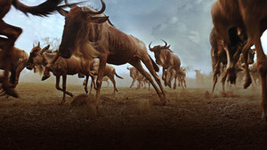 Great Migrations - Stora Vandringar show