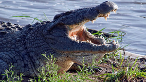 Crocodile Ganglands show