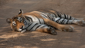 Tiger Queen show