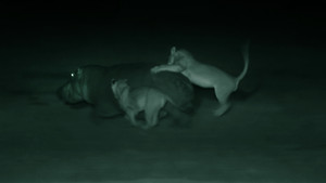 Night Of The Lion show