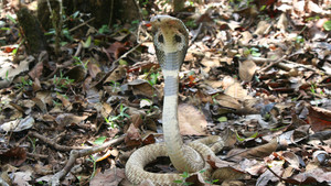 Les secrets du cobra royal Voir la fiche programme