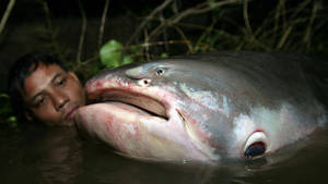 Monster Fish programma