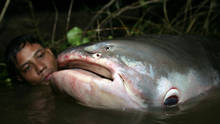 Monster Fish programma