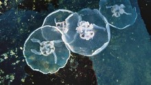 水母入侵 Jellyfish Invasion show