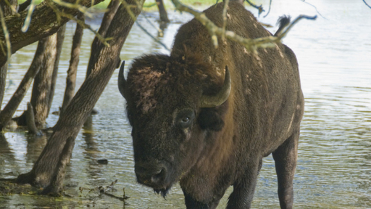 http://media.natgeotv.com/Shows/6793.jpg