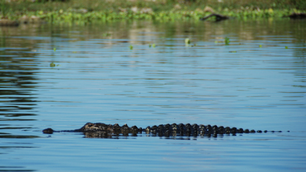 Swamp Men