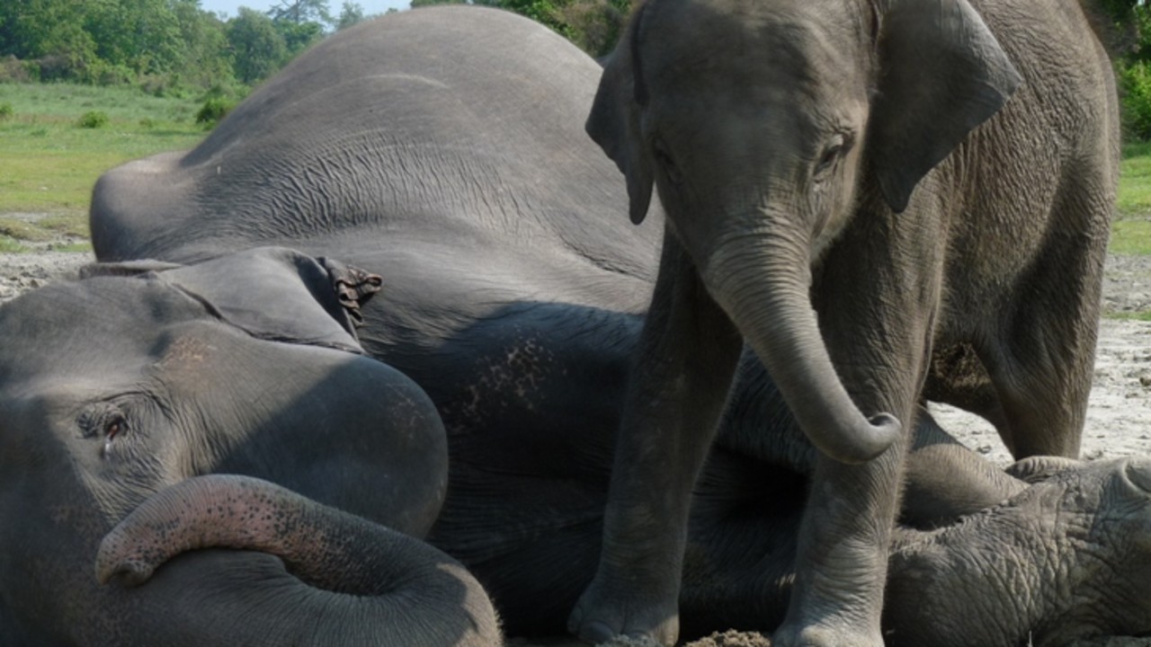 http://media.natgeotv.com/Shows/6831.jpg