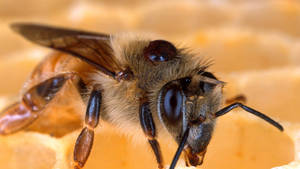 Le silence des abeilles Voir la fiche programme