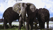 Les éléphants du Kilimanjaro Voir la fiche programme