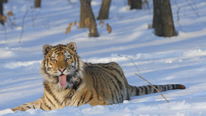 Wild Russia show
