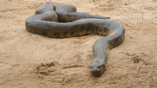 Anakonda: Yılanların Kraliçesi Sayfaya Git