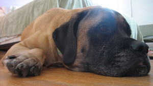 Dog Whisperer programma