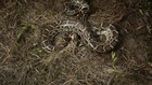 Python Hunters