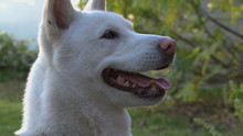 Festin de chien! Voir la fiche programme