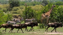 Tanzania Programma