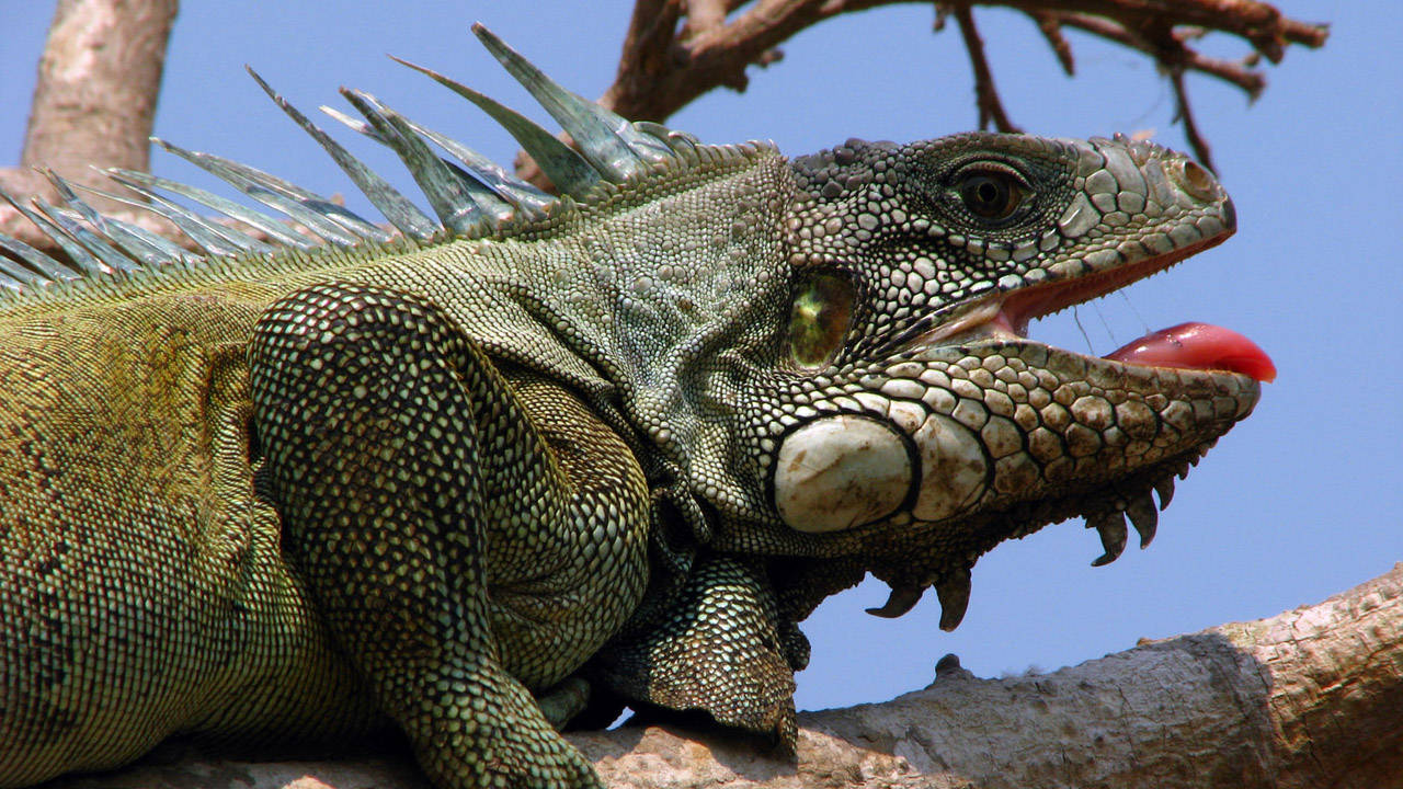 http://media.natgeotv.com/Shows/834.jpg