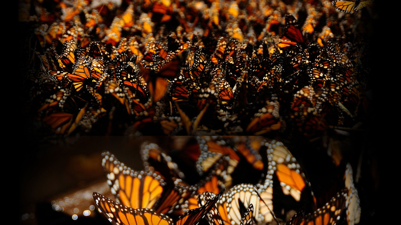 http://media.natgeotv.com/Shows/8551.jpg