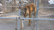 Zoo Tiger Escape show